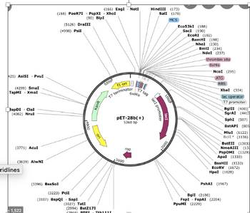 Answered: i have a gene (3222bp) i want to put it… | bartleby