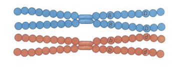 The provided image appears to be a diagram illustrating homologous chromosomes and the concept of alleles.

**Description of the Diagram:**

1. **Homologous Chromosome Pairs:**
   - The image shows two sets of homologous chromosomes.
   - Homologous chromosomes are pairs of chromosomes containing the same genes, but possibly different alleles, which are versions of those genes.

2. **Appearance:**
   - There are two pairs of chromosomes shown in the diagram. 
   - Each pair consists of two chromosomes that are depicted as long chains of connected circles. Each circle represents a segment of the chromosome or a gene locus.

3. **Color Coding and Labels:**
   - The top pair of chromosomes is colored blue. The top chromosome of this pair has alleles denoted by capital letters "B" and "D," while its homologous partner has alleles "B" and "D" as well.
   - The bottom pair of chromosomes is colored red. The top chromosome of this pair has alleles denoted by lowercase letters "b" and "d," while its homologous partner has alleles "b" and "d" as well.

4. **Centromere:**
   - Each pair of chromosomes is connected in the center by a constricted region known as the centromere, where the two chromatids (the replicated chromosomes) are joined.

**Educational Content:**

1. **Homologous Chromosomes:**
   - In sexually reproducing organisms, chromosomes exist in pairs called homologous chromosomes. Each pair is composed of one chromosome from each parent.

2. **Alleles:**
   - Alleles are different versions of a gene that are found at the same position (locus) on a chromosome. The diagram shows the locations of alleles for two different genes, labeled as "B/b" and "D/d." The uppercase letters (B and D) typically represent the dominant alleles, while the lowercase letters (b and d) represent the recessive alleles.

3. **Gene Variations:**
   - Each homologous chromosome can carry different alleles of a gene. For example, one chromosome may carry the dominant allele "B," while its partner may carry the recessive allele "b."

4. **Importance of Meiosis:**
   - During meiosis, homologous chromosomes are separated into different gametes (sperm or egg cells), which ensures genetic diversity in offspring. The combination