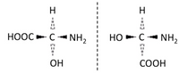 H.
H
=ニコ
HO ►C- NH2
HOOC ► C-NH,
OH
СООН
