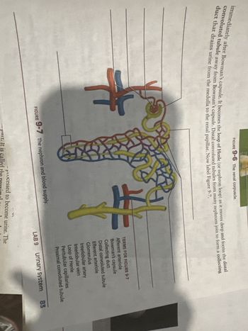 FIGURE 9-6 The renal corpuscle.
immediately after Bowman's capsule. It becomes the loop of Henle (or nephron loop) as it moves deep and forms the distal
convoluted tubule away from Bowman's capsule. Distal convoluted tubules from many nephrons join to form a collecting
duct that drains urine from the medulla to the renal papillae. Now label Figure 9-7.
H
TERMS FOR FIGURE 9-7
Afferent arteriole
Bowman's capsule
Collecting duct
Distal convoluted tubule
Efferent arteriole
Glomerulus
Interlobular artery
Interlobular vein
Loop of Henle
Peritubular capillaries
Proximal convoluted tubule
FIGURE 9-7 The nephron and blood supply.
LAB 9 Urinary System
83
processed to become urine. The
part. It is called the proxim