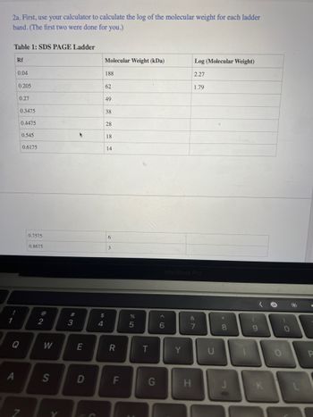 2a. First, use your calculator to calculate the log of the molecular weight for each ladder
band. (The first two were done for you.)
1
Table 1: SDS PAGE Ladder
Rf
A
0.04
0.205
0.27
0.3475
0.4475
Q
0.545
0.6175
0.7575
0.8675
@
2
W
S
V
#3
*
E
D
Molecular Weight (kDa)
$
4
188
62
49
38
28
18
14
6
3
R
F
85
%
T
G
6
MacBook Pro
Y
Log (Molecular Weight)
2.27
1.79
&
H
7
U
冰
*CO
8
(
9
O
O
✔