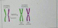 Homalogovs
chrismosoncs
HOnelagaus
chromosomes
X-XX
Replication
CentrornerE
Sister
chaamatids
spnewop
