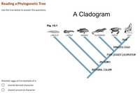 Answered: Reading a Phylogenetic Tree Use the… | bartleby