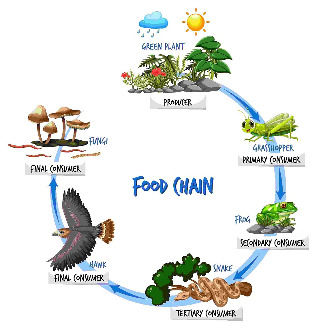 FOOD WEB Dice Roll Game for Events Causing Changes in Population-  Biodiversity