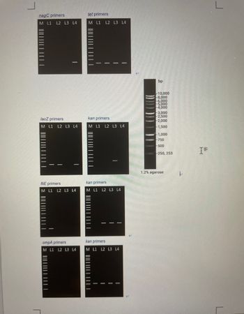 nagC primers
M L1 L2 L3 L4
|||||||||||||
lacZ primers
M L1 L2 L3 L4
||||||||||||
fliE primers
M L1 L2 L3 L4
ompA primers
M L1 L2 L3 L4
tet primers
M L1 L2 L3 L4
||||||||||||
kan primers
M L1 L2 L3 L4
||||||||||||||
kan primers
M L1 L2 L3 L4
kan primers
M L1 L2 L3 L4
| | || | ||| | |||| 3
bp
10,000
-8,000
-6,000
-5,000
-4,000
-3,000
-2,500
-2,000
-1,500
¹-1,000
-750
-500
-250, 253
1.2% agarose
k
I=
L