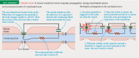 KEY CONCEPT
FIGURE 23.50 A circuit model of nerve-impulse propagation along myelinated axons.
(a) An electrical model of a myelinated axon
(b) Impulse propagation in the myelinated axon
1. An action potential is
triggered at this node;
we close the switch.
2. Once the switch is closed, the
action potential emf drives a current
down the axon and charges the
capacitance of the membrane.
The ion channels are located at the nodes.
When they are triggered, the potential at
the node changes rapidly to +40 mV. Thus
this section of the axon acts like a battery
with a switch.
The myelin sheath acts like
the dielectric of a capacitor C
between the conducting fluids
inside and outside the axon.
Myelin
sheath
ww
ww
Conducting fluid
ww
3. When the voltage on the capacitor exceeds a
threshold, it triggers an action potential at this
node-the next switch is closed.
Ion channels
The conducting fluid within the
axon acts like a resistor R.
