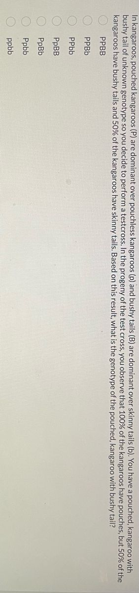 In kangaroos, pouched kangaroos (P) are dominant over pouchless kangaroos (p) and bushy tails (B) are dominant over skinny tails (b). You have a pouched, kangaroo with
bushy tail of unknown genotype so you decide to perform a testcross. In the progeny of the test cross, you observe that 100% of the kangaroos have pouches, but 50% of the
kangaroos have bushy tails and 50% of the kangaroos have skinny tails. Based on this result, what is the genotype of the pouched, kangaroo with bushy tail?
PPBB
PPBb
PPbb
PpBB
PpBb
Ppbb
ppbb