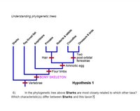 Answered: In the phylogenetic tree above Sharks…