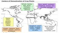 Centers of Domestication of Crop Plants
Wheat, barley,
pea, lentil,
chickpea;
pistachio,
almond
Rice, peach, soybean,
chestnut, quince, tea,
Chinese cabbage
35 N Lat
Maize,
bean,
squash,
......
реpper,
cotton,
35
... ....
................
cacao
Sorghum, pearl
millet, cowpea,
melon, coffee,
oil palm
Rice, banana,
Potato, cassava, bean,
cotton, pepper, peanut,
pineapple
sugarcane,
coconut,
cucumber, jute
