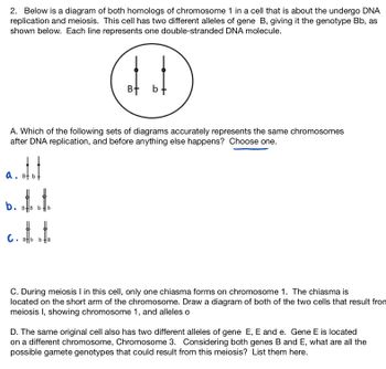 2. Below is a diagram of both homologs of chromosome 1 in a cell that is about the undergo DNA
replication and meiosis. This cell has two different alleles of gene B, giving it the genotype Bb, as
shown below. Each line represents one double-stranded DNA molecule.
A. Which of the following sets of diagrams accurately represents the same chromosomes
after DNA replication, and before anything else happens? Choose one.
...
a.
b.
1.1
b
b
B+ b
C. Bb b + B
C. During meiosis I in this cell, only one chiasma forms on chromosome 1. The chiasma is
located on the short arm of the chromosome. Draw a diagram of both of the two cells that result from
meiosis I, showing chromosome 1, and alleles o
D. The same original cell also has two different alleles of gene E, E and e. Gene E is located
on a different chromosome, Chromosome 3. Considering both genes B and E, what are all the
possible gamete genotypes that could result from this meiosis? List them here.