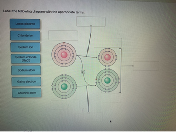 Label the following diagram with the appropriate terms.
Loses electron
Chloride ion
Sodium ion
Sodium chloride
(NaCl)
Sodium atom
Gains electron
Chlorine atom