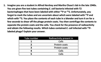 1. Imagine you are a student in Alfred Hershey and Martha Chase's lab in the late 1940s.
You are given five test tubes containing E. coli bacteria infected with T2
bacteriophages that have been labeled with either ³2P or ³5S. Unfortunately, you
forgot to mark the tubes and are uncertain about which were labeled with ³2P and
which with ³5S. You place the contents of each tube in a blender and turn it on for a
few seconds to shear off the phage protein coats. You then centrifuge the contents to
separate the protein coats and the cells. You check for the presence of radioactivity
and obtain the following results. Which tubes contained E. coli infected with ³2P-
labeled phage? Explain your answer.
Tube number
1
2
3
4
5
Radioactivity present in
Cells
Protein coats
Protein coats
Cells
Cells