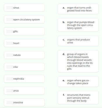 sinus
open circulatory system
gills
heart
radula
cilia
nephridia
anus
intestine
a. organ that turns undi-
gested food into feces
b. organ that pumps blood
through the open circu-
latory system
c. organs that produce
urine
d. group of organs in
which blood travels
through blood vessels
into openings in the tis-
sues that lead to the
gills
e. organ where gas ex-
change takes place
f. structures that trans-
port sensory stimuli
through the body