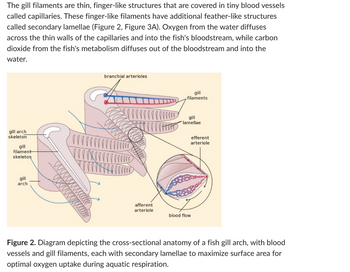 The gill filaments are thin, finger-like structures that are covered in tiny blood vessels
called capillaries. These finger-like filaments have additional feather-like structures
called secondary lamellae (Figure 2, Figure 3A). Oxygen from the water diffuses
across the thin walls of the capillaries and into the fish's bloodstream, while carbon
dioxide from the fish's metabolism diffuses out of the bloodstream and into the
water.
gill arch
skeleton
gill
filament
skeleton
gill
arch
sss
branchial arterioles
peper
with
afferent
arteriole
gill
filaments
gill
lamellae
blood flow
efferent
arteriole
Figure 2. Diagram depicting the cross-sectional anatomy of a fish gill arch, with blood
vessels and gill filaments, each with secondary lamellae to maximize surface area for
optimal oxygen uptake during aquatic respiration.