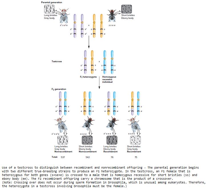 Answered: Parontal generation Long brtstles Gray… | bartleby