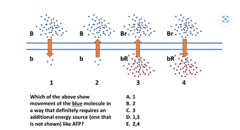 Answered: B B 1 B B 2 Which Of The Above Show… | Bartleby