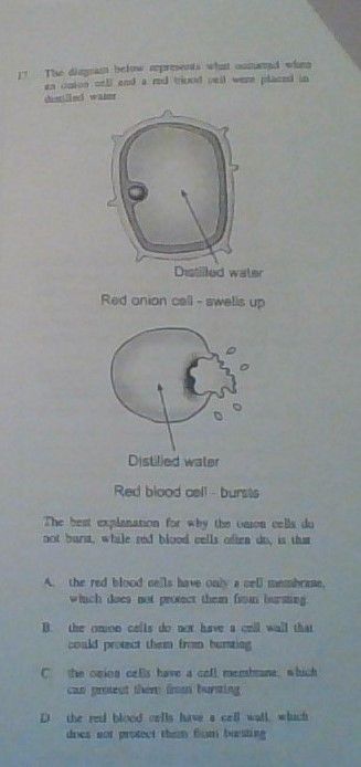 answered-distilled-water-red-onion-cell-swelis-bartleby