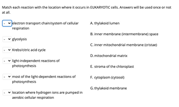 Match each reaction with the location where it occurs in EUKARYOTIC cells. Answers will be used once or not
at all.
electron transport chain/system of cellular
A. thylakoid lumen
respiration
glycolysis
Krebs/citric acid cycle
light-independent reactions of
photosynthesis
most of the light-dependent reactions of
photosynthesis
✓ location where hydrogen ions are pumped in
aerobic cellular respiration
B. inner membrane (intermembrane) space
C. inner mitochondrial membrane (cristae)
D. mitochondrial matrix
E. stroma of the chloroplast
F. cytoplasm (cytosol)
G. thylakoid membrane