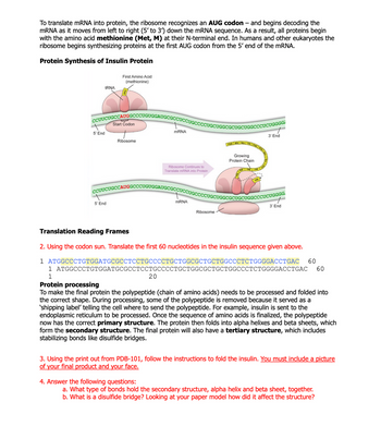 To translate mRNA into protein, the ribosome recognizes an AUG codon - and begins decoding the
mRNA as it moves from left to right (5' to 3') down the mRNA sequence. As a result, all proteins begin
with the amino acid methionine (Met, M) at their N-terminal end. In humans and other eukaryotes the
ribosome begins synthesizing proteins at the first AUG codon from the 5′ end of the mRNA.
Protein Synthesis of Insulin Protein
tRNA
First Amino Acid
(methionine)
CCUUCUGCCAGGCCCUGUGG
Start Codon
5' End
CCUUCUGCC
5' End
mRNA
Ribosome
Ribosome Continues to
Translate mRNA into Protein
Growing
Protein Chain
eno na
GGCCCU
mRNA
Ribosome
UGGGG
3' End
CCUCUGGGG
+
3' End
Translation Reading Frames
2. Using the codon sun. Translate the first 60 nucleotides in the insulin sequence given above.
1 ATGGCCCTGTGGATGCGCCTCCTGCCCCTGCTGGCGCTGCTGGCCCTCTGGGGACCTGAC
1 ATGGCCCTGTGGATGCGCCTCCTGCCCCTGCTGGCGCTGCTGGCCCTCTGGGGACCTGAC
1
20
60
60
Protein processing
To make the final protein the polypeptide (chain of amino acids) needs to be processed and folded into
the correct shape. During processing, some of the polypeptide is removed because it served as a
'shipping label' telling the cell where to send the polypeptide. For example, insulin is sent to the
endoplasmic reticulum to be processed. Once the sequence of amino acids is finalized, the polypeptide
now has the correct primary structure. The protein then folds into alpha helixes and beta sheets, which
form the secondary structure. The final protein will also have a tertiary structure, which includes
stabilizing bonds like disulfide bridges.
3. Using the print out from PDB-101, follow the instructions to fold the insulin. You must include a picture
of your final product and your face.
4. Answer the following questions:
a. What type of bonds hold the secondary structure, alpha helix and beta sheet, together.
b. What is a disulfide bridge? Looking at your paper model how did it affect the structure?