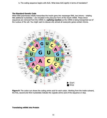 b. The coding sequence begins with AUG. What does AUG signify in terms of translation?
The Standard Genetic Code
When RNA polymerase initially transcribes the insulin gene into messenger RNA, two introns - totaling
966 additional nucleotides - are included in the precursor form of the insulin mRNA. These intron
sequences are removed from the mRNA in a splicing reaction as the mRNA is being transported out of
the nucleus of the cell. You might want to discuss why almost all eukaryotic genes contain introns.
3'
3'-
Val
35
(V)
Ala
(A)
G
Arg (R) A
Ser (S)
Lys (K)
Asp
(D)
Glu
0
이
Phe
(F)
Leu
(L) Ser
(S)
CODOCCAGUCAGUCAGUCAGUC
C
G
A
C
G
A
S%vcS\¢
Asn
(N)
G
Thr
E
A
GU
C
GU
AC
CUG
ACUGACUGAC
Met (M) Q
A
A
G
Tyr
35
UTO.
U
G
(Y)
Cys (C)
U
C
A
G
Trp (W)
3'
U
C
A
G
30
Leu
(L)
C
U
Pro
ခြာ
UG
Gln
lle
Arg
(Q)
(R)
09
His
(H)
Start
Stop
Figure 9: The codon sun shows the coding amino acid for each codon. Working from the inside outward,
the first, second and third nucleotides indicate the cognate amino acid of the sequence or stop.
Translating mRNA into Protein
11