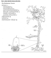 # Understanding the Structure of the Multipolar Neuron

This educational guide focuses on the structure of the multipolar neuron, a type of nerve cell, by color coding its key components. Below is the list of parts with reference numbers used in the diagram:

1. **Soma**
2. **Nucleus**
3. **Nucleolus**
4. **Mitochondrion**
5. **Golgi Apparatus**
6. **Nissl Bodies**
7. **Axon Hillock**
8. **Dendrite**
9. **Axon**
10. **Schwann Cells**

## Diagram Explanation

### Main Diagram

The diagram represents the multipolar neuron with various labeled parts:

- The central part of the neuron is the **soma (1)**, or cell body, containing the **nucleus (2)** and the **nucleolus (3)**.
- **Dendrites (8)** extend from the neuron, allowing it to receive signals from other neurons.
- Leading away from the soma is the **axon hillock (7)**, transitioning into the **axon (9)**, which transmits impulses away from the cell body.
- The **Nissl bodies (6)** are dispersed within the soma, indicating the presence of rough endoplasmic reticulum for protein synthesis.

### Axonal Structure

- Surrounding the axon are **Schwann cells (10)**, which form the **myelin sheath** facilitating efficient signal transmission. The **myelin sheath** is discontinuous, with gaps known as **Nodes of Ranvier**.
- A detailed view of a **Schwann cell** is provided, highlighting the **nucleus of the Schwann cell**.

### Ending Structures

- At the end of the axon are **synaptic knobs**, where neurotransmitters are released to signal other neurons or muscles.

## Additional Visualization

The diagram also includes a magnified view of a Schwann cell to illustrate the layering of the myelin sheath and its relationship with the axon. This emphasizes the role of Schwann cells in neuronal insulation and signal propagation.

By studying this detailed diagram and the numbered parts, learners can gain a comprehensive understanding of neuron anatomy and its significance in the nervous system.