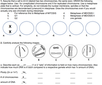 Answered: 1. Assume That A Cell Is 2n=2 (diploid… | Bartleby