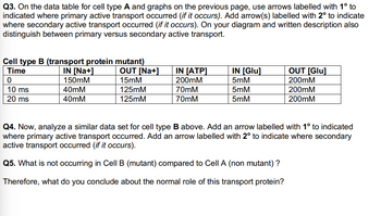 **Q3.** On the data table for cell type **A** and graphs on the previous page, use arrows labelled with 1° to indicate where primary active transport occurred (if it occurs). Add arrow(s) labelled with 2° to indicate where secondary active transport occurred (if it occurs). On your diagram and written description also distinguish between primary versus secondary active transport.

**Cell type B (transport protein mutant)**

| Time | IN [Na+] | OUT [Na+] | IN [ATP] | IN [Glu] | OUT [Glu] |
|------|----------|-----------|----------|----------|-----------|
| 0    | 150mM    | 15mM      | 200mM    | 5mM      | 200mM     |
| 10 ms| 40mM     | 125mM     | 70mM     | 5mM      | 200mM     |
| 20 ms| 40mM     | 125mM     | 70mM     | 5mM      | 200mM     |

**Q4.** Now, analyze a similar data set for cell type **B** above. Add an arrow labelled with 1° to indicate where primary active transport occurred. Add an arrow labelled with 2° to indicate where secondary active transport occurred (if it occurs).

**Q5.** What is not occurring in Cell B (mutant) compared to Cell A (non-mutant)?

Therefore, what do you conclude about the normal role of this transport protein?