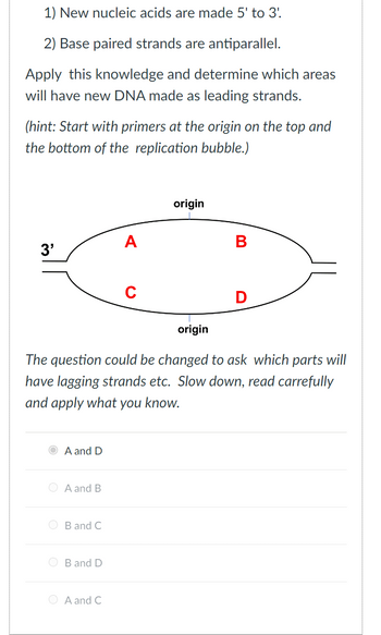 1) New nucleic acids are made 5' to 3'!
2) Base paired strands are antiparallel.
Apply this knowledge and determine which areas
will have new DNA made as leading strands.
(hint: Start with primers at the origin on the top and
the bottom of the replication bubble.)
3'
A and D
A and B
B and C
B and D
A
origin
The question could be changed to ask which parts will
have lagging strands etc. Slow down, read carrefully
and apply what you know.
ⒸA and C
C
origin
B
D