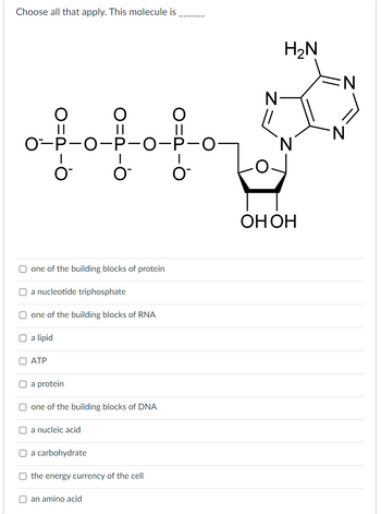 Choose all that apply. This molecule is
O
||
O-P-O-P-O-P-O-
0
O
a lipid
O™
one of the building blocks of protein
a nucleotide triphosphate
ATP
one of the building blocks of RNA
a protein
O™
one of the building blocks of DNA
a nucleic acid
a carbohydrate
the energy currency of the cell
an amino acid
OIPIO
о
O™
N
H₂N
OH OH
N
N