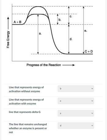 Free Energy
A+B
a.
Progress of the Reaction
Line that represents energy of
activation without enzyme
Line that represents energy of
activation with enzyme
line that represents delta G
b.
The line that remains unchanged
whether an enzyme is present or
not
b
a
C.
d.
e.
C + D