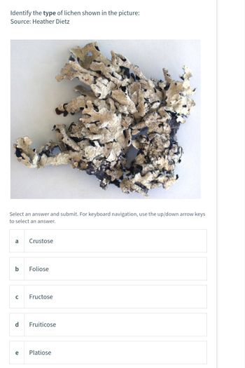 Identify the type of lichen shown in the picture:
Source: Heather Dietz
Select an answer and submit. For keyboard navigation, use the up/down arrow keys
to select an answer.
a
b Foliose
с
d
Crustose
e
Fructose
Fruiticose
Platiose