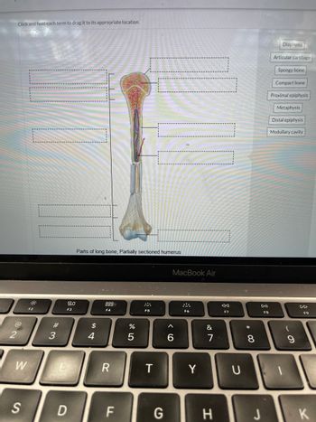 Click and hold each term to drag it to its appropriate location.
@
W
S
-
F2
#3
80
F3
D
Parts of long bone, Partially sectioned humerus
$
4
F4
R
F
%
5
F5
T
G
MacBook Air
A
6
:::
F6
Y
&
7
H
JA
F7
U
* 00
8
DII
J
F8
Diaphysis
Articular cartilage
Spongy bone
Compact bone
Proximal epiphysis
Metaphysis
Distal epiphysis
Medullary cavity
(
F9
K