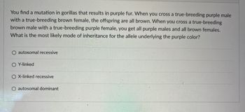 You find a mutation in gorillas that results in purple fur. When you cross a true-breeding purple male
with a true-breeding brown female, the offspring are all brown. When you cross a true-breeding
brown male with a true-breeding purple female, you get all purple males and all brown females.
What is the most likely mode of inheritance for the allele underlying the purple color?
autosomal recessive
O Y-linked
O X-linked recessive
O autosomal dominant