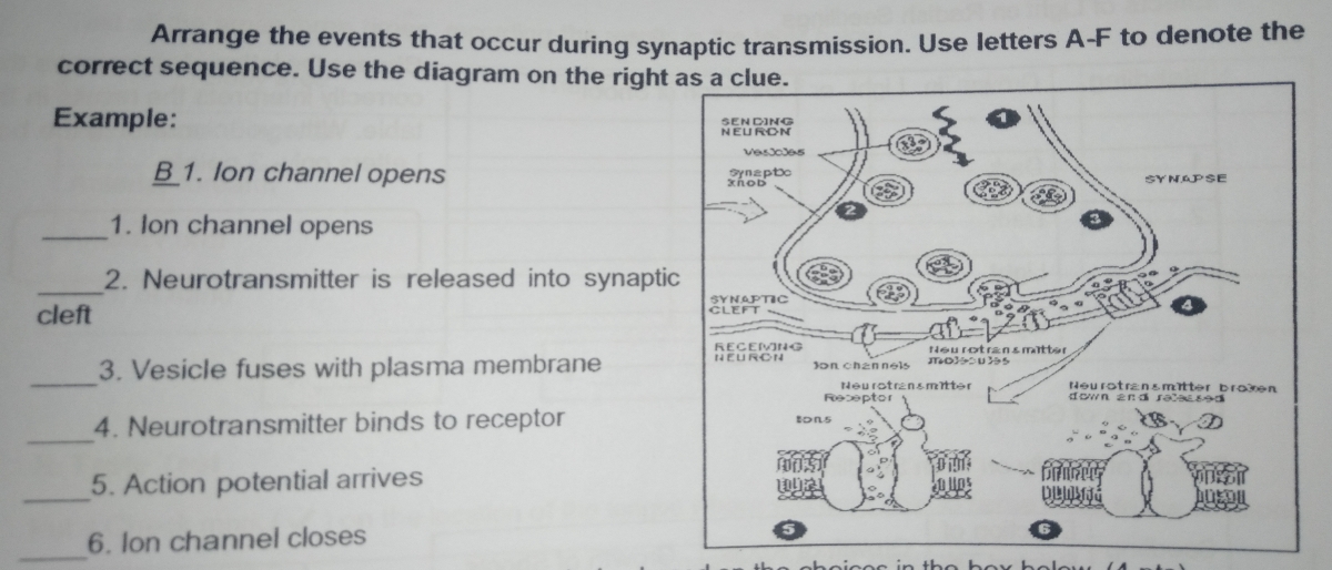 synaptic cleft diagram