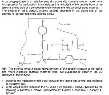 A carboxypeptidase is a metalloenyme (its active site contains one or more metal
ions essential for the function) that catalyzes the hydrolysis of the peptide bond of the
terminal amino acid of a polypeptide chain (where the free carboxyl group occurs).
The binding of an L-alanyl-L-tyrosine peptide substrate in the active site of the
enzyme is represented in the scheme below:
Glu
Zn++
COO™
OH
H3C
CH₂
HC
NH
IO C
H
H
Poche apolaire
-H
H
O+N: C N
H
H
H
NH₂
Arg 145
Туг 248
NB: This scheme gives a planar representation of the spatial structure of the active
site where indicated contacts (hatched lines) are supposed to occur in the 3D
structure of the enzyme.
1- Describe the interactions that occur between the ligand and amino acid residues
of the active site.
2- What would be the impact on the Km value if we replace L-alanyl-L-tyrosine by the
following substrates: L-alanyl-L-phenylalanine; L-alanyl-L-aspartate; L-aspartyl-L-
tyrosine.