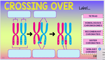 CROSSING OVER Label...
11
UU
In
B b
b
A
B
88
UU
UU
A
a
b B
a
b
TETRAD
HOMOLOGOUS
CHROMOSOMES
‒‒‒‒‒‒‒
RECOMBINANT
CHROMATIDS
SISTER
CHROMATIDS
NON-SIST
CHROMAT
‒‒‒‒‒‒‒
DR
Ⓒ Teamwork Too
Neto
Can
serv
Look
Visio