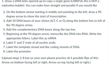 **DNA Transcription Exercise**

1. **Draw a DNA Helix**: Begin by drawing a DNA helix opened up to copy a single gene. Note: *Careful, this is not a replication bubble*. Lines can be straight and parallel if preferred.

2. **Indicate Transcription Start**: On the bottom strand, starting in the middle and pointing to the left, draw a 90-degree arrow to indicate the start of transcription.

3. **Add DNA Bases**: Choose 10 DNA bases (A, T, C, or G) and add them along the bottom line to the left of the 90-degree arrow.

4. **Complementary Bases**: On the top line, add the complementary DNA bases corresponding to the ones chosen in the previous step.

5. **Transcribe to RNA**: Starting at the 90-degree arrow, transcribe the DNA into RNA by writing the appropriate RNA bases. Label this sequence as mRNA.

6. **Label Ends**: Clearly label the 5' and 3' ends of all nucleic acids in your diagram.

7. **Identify Strands**: Label the template strand and the coding strand of the DNA.

8. **Indicate Promoter**: Ensure the promoter is clearly labeled in your drawing.

*(Practice Exercise)*: Repeat steps 1-8, experimenting with all four possible orientations of the DNA helix. Try the bottom arrow facing left or right, and the top arrow facing left or right.