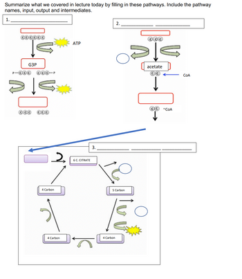 Summarize what we covered in lecture today by filling in these pathways. Include the pathway
names, input, output and intermediates.
1.
COOOOO
G3P
P-COO ⒸOC-P
OOO OOO
2
4 Carbon
4 Carbon
ATP
6 C. CITRATE
3.
2.
loo
5 Carbon
4 Carbon
CCC
acetate
OO
CC ~COA
COA