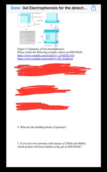 Done Gel Electrophoresis for the detect...
Stacking ger
-Resolving gel
PIES
Glass plate
Buffer
Electrophoresis
Figure 4: Summary of Gel electrophoresis
Please watch the following youtube videos on SDS-PAGE.
https://www.youtube.com/watch?v=i_6y6Z5UvwE
https://www.youtube.com/watch?v=On_ZotdZexI
4. What are the building blocks of proteins?
5. If you have two proteins with masses of 25kDa and 40kDa,
which protein will travel farther in the gel in SDS-PAGE?