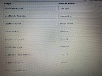 Prompts
Site of Photosynthesis
site of Cellular Respiration
Site of transcription
Site of translation
Site of protein synthesis
Site of lipid synthesis
Site of protein and lipid storage
size of trash collection
used during cell replication
Submitted Answers
chloroplast
mitochondrion
Choose a match
ribosome
ribosome
smooth ER
rough ER
mitochondrion