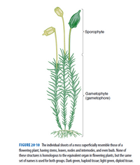 Answered: Sporophyte Gametophyte (gametophore)… | bartleby