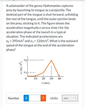 A salamander of the genus Hydromantes captures
prey by launching its tongue as a projectile: The
skeletal part of the tongue is shot forward, unfolding
the rest of the tongue, until the outer portion lands
on the prey, sticking to it. The figure shows the
acceleration magnitude a versus time t for the
acceleration phase of the launch in a typical
situation. The indicated accelerations are
a2 = 395m/s² and a₁ = 120m/s². What is the outward
speed of the tongue at the end of the acceleration
phase?
(s/w) v
aq
al
0
Number i
10 20 30 40
t (ms)
! Units m/s
()