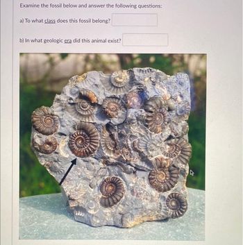 Answered: Examine The Fossil Below And Answer The… | Bartleby