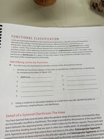 **Functional Classification**

Joints are commonly classified by their functional characteristics, using the amount of movement allowed as the criterion. Functionally, joints may be called synarthroses, amphiarthroses, or diarthroses. Joints with a very tight union that allows no movement are **synarthroses** (_syn_ = union + _arthro_ = joint). They include sutures between the cranial bones and the joints between the teeth and their sockets. Joints allowing a limited movement are **amphiarthroses** (_amphi_ = two sides), and include the intervertebral discs and the pubic symphysis. Joints that allow a large range of movement are known as **diarthroses** (_di_ = apart). As you may suspect, they include the shoulder, elbow, knee, and most of the remaining joints of the body.

**Identifying Joints by Function**

1. You will review the functional classification of joints in this observational exercise.
   - Identify the functional category of the joints as synarthroses, amphiarthroses, or diarthroses by completing the labels in **Figure 12.3.**

   ```
   1. diarthroses
   2. ___________
   3. ___________
   4. ___________
   5. ___________
   6. ___________
   7. ___________
   8. ___________
   9. ___________
   ```

2. Using a model of an articulated skeleton or a chart from your lab, identify the joints as synarthroses, amphiarthroses, and diarthroses.

**Detail of a Synovial Diarthrosis: The Knee**

You have learned that synovial joints allow the greatest range of movement. Consequently, they are functionally classified as diarthroses. The range is provided by the presence of the liquid-filled space between the opposing bones, which is held in place by the fibrous capsule. These joints lack the restrictive, binding tissues that are seen in other less mobile joints. To strengthen the synovial joint, ligaments are present that extend from one bone to the other. **Extracapsular ligaments** are located external to the articular capsule, and **intracapsular ligaments** are found within the capsule in joints such as the knee and shoulder, one or more expansion is often seen,