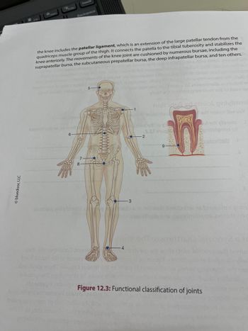 **Patellar Ligament and Knee Joint**

The knee includes the **patellar ligament**, which is an extension of the large patellar tendon from the quadriceps muscle group of the thigh. It connects the patella to the tibial tuberosity and stabilizes the knee anteriorly. The movements of the knee joint are cushioned by numerous bursae, including the suprapatellar bursa, the subcutaneous prepatellar bursa, the deep infrapatellar bursa, and ten others.

**Diagram Explanation: Functional Classification of Joints**

*Figure 12.3* presents a diagram detailing the functional classification of joints within the human body. The diagram includes:

1. **Skeletal System Illustration**: A full-body diagram highlighting key joints with labeled points:
   - **Point 1**: Shoulder joint
   - **Point 2**: Elbow joint
   - **Point 3**: Knee joint
   - **Point 4**: Ankle joint
   - **Point 5**: Jaw joint (temporomandibular joint)
   - **Point 6**: Hip joint
   - **Point 7**: Wrist joint
   - **Point 8**: Sacroiliac joint

2. **Cross-Section of a Tooth Diagram**: Displays internal components such as:
   - Tooth nerve
   - Tooth root
   - Crown

This educational diagram is intended to enhance understanding of joint classification and anatomy, illustrating where major joints are located in the body.

*(Diagram Source: © Bluedoor, LLC)*