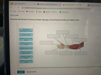 **Exercise 20 Review & Practice Sheet: Muscles of the Pectoral Girdle and Upper Limb**

This interactive exercise focuses on identifying the muscles of the pectoral girdle and upper limb. On the left side of the screen, you will find a list of muscle names. These include:

1. First dorsal interosseous muscle
2. Brachioradialis
3. Extensor carpi radialis longus
4. Tendon of extensor indicis
5. Extensor pollicis brevis
6. Tendon of extensor pollicis longus
7. Abductor pollicis longus
8. Extensor carpi radialis brevis

On the right side, there is a diagram of a human arm with various muscles highlighted. The diagram is designed to help you match each muscle name to its corresponding location on the arm.

### Instructions:

- Drag and drop each muscle name from the list to the appropriate blank label box on the diagram.
- Carefully examine the visual representation of muscle placement and structure to ensure accurate labeling.

Upon completion, click the "Submit" button to verify your answers. You can request hints or further explanations by clicking the "Request Answer" option. This exercise is an excellent way to reinforce your understanding of upper limb musculature and enhance your anatomical knowledge.