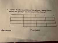 2. Cross a Blue Parakeet (BByy) With a Green Parakeet (BBYY).
What is the genotype and phenotype of the offspring?
Genotypes:
Phenotypes:
