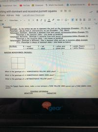 cument/d/1dv-kQ2ym6JJYz6NUEIRy9wUQ9y!
U10/euit
3 PowerSchool - Dan..
O YouTube
A Classroom
6 What's Your Guardi. V Authentic Italian Re..
O Best Fitn-
orking with dominant and recessive punnett squares
Tools Add-ons Help
Last edit was 2 hours ago
12
BIU A
text
Times New.
+
I 1 2
3 4
Remember:
Genotype: Is the letters we use to represent the trait on the chromosome (Examples: TT, Tt, tt).
Phenotype: Ist he trait or characteristic we'see (Examples: Tall, Short)
Homozygous Dominant: Genotype is dominant from both parent chromosomes/alleles (Example TT)
Phenotype is the dominant allele = also known as purebred
Homozygous Recessive: Genotype is recessive from both parent chromosomes/alleles (Example tt)
Phenotype is the recessive allele = also known as purebred
Heterozygous: Genotype is different--One is dominant allele and one is recessive alllele (example
(Tt)--Phenotype is always of dominant allele = also known as hybrid.
Y = yellow peas
y = green peas
P = purple flowers
P = white flowers
IN PEAS:
R = round
r= wrinkled
T = tall
t = short
MAKING MONOHYBRID CROSSES:
What is the genotype of a HOMOZYGOUS YELLOW SEED plant? =
What is the genotype of A HOMOZYGOUS GREEN SEED plant? =
What is the genotype of a HETEROZYGOUS YELLOW plant? =
Using the Punnet Square above, make a cross between a PURE YELLOW SEED parent and a PURE GREEN SEED
parent.
POSSIBLE OFFSPRING
GENOTYPE
PHENOTYPE
edu
gear
