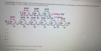 In the glycogen structural diagram shown below, glycogen phosphorylase would be able to cleave glucose molecules off which of the labeled
ends (in purple, I or II) or at which glycosidic bonds (III, IV or V)?
CH₂OH
CH₂OH
CH₂OH
||
HO
OI
Oll
OIV
V
CH₂OH
OH
1
ОН
HO
OH
CH₂OH OH CH2OH OH
56.66
OH
OH
OH
OH
OH
OH
CH₂OH OH
OH
More than one of the labeled sites could be cleaved.
None of the labeled sites could be cleaved.
OH
a-1,6 linkage IV
a-1,4 linkage
CH₂OH
SIRE
он V
CH₂
OH
OH III
OH