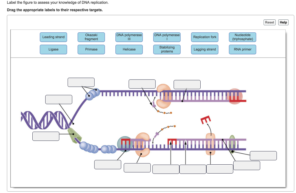 Label the figure to assess your knowledge of DNA replication.
Drag the appropriate labels to their respective targets
Reset] Help
Okazaki
fragment
DNA polymera
ase
DNA polymerase
Nucleotide
Leading strand
Replication fork
Stabilizing
proteins
Ligase
Primase
Helicase
Lagging strand
RNA primer
IIIN
